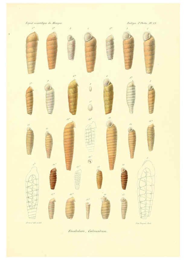 Reproducción/Reproduction 6033128400: Études sur les mollusques terrestres et fluviatales du Mexique et du Guatemala. t.1. Paris :Imprimerie impériale,1870-1902