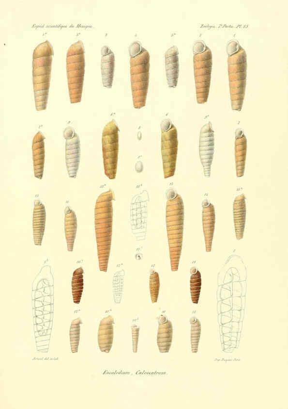 Reproducción/Reproduction 6033128400: Études sur les mollusques terrestres et fluviatales du Mexique et du Guatemala. t.1. Paris :Imprimerie impériale,1870-1902
