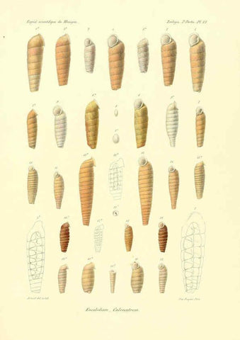 Reproducción/Reproduction 6033128400: Études sur les mollusques terrestres et fluviatales du Mexique et du Guatemala. t.1. Paris :Imprimerie impériale,1870-1902