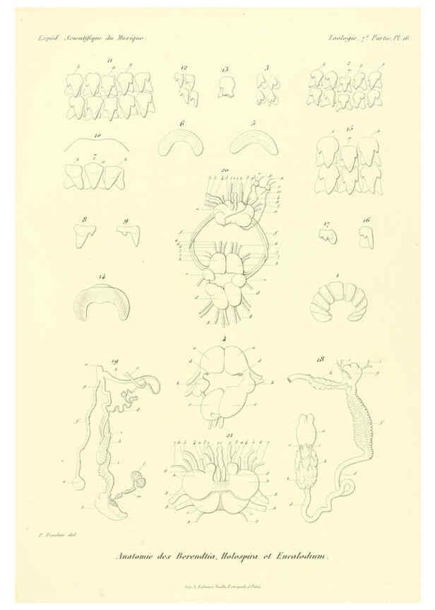Reproducción/Reproduction 6032570795: Études sur les mollusques terrestres et fluviatales du Mexique et du Guatemala. t.1. Paris :Imprimerie impériale,1870-1902