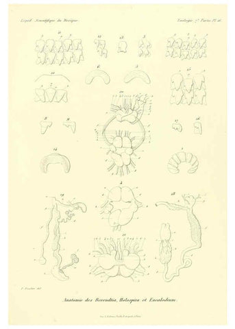 Reproducción/Reproduction 6032570795: Études sur les mollusques terrestres et fluviatales du Mexique et du Guatemala. t.1. Paris :Imprimerie impériale,1870-1902