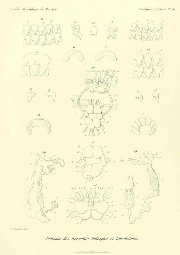 Reproducción/Reproduction 6032570795: Études sur les mollusques terrestres et fluviatales du Mexique et du Guatemala. t.1. Paris :Imprimerie impériale,1870-1902