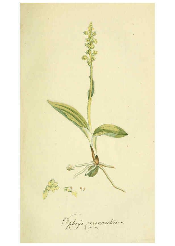 Reproducción/Reproduction 6032621415: Flora Europaea inchoata. fasc.1-7. Norimbergae :Ex Officina Raspeana,1797-1811