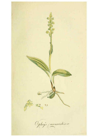 Reproducción/Reproduction 6032621415: Flora Europaea inchoata. fasc.1-7. Norimbergae :Ex Officina Raspeana,1797-1811