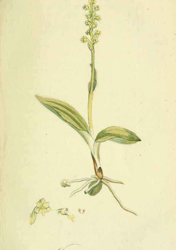 Reproducción/Reproduction 6032621415: Flora Europaea inchoata. fasc.1-7. Norimbergae :Ex Officina Raspeana,1797-1811