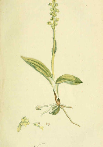 Reproducción/Reproduction 6032621415: Flora Europaea inchoata. fasc.1-7. Norimbergae :Ex Officina Raspeana,1797-1811
