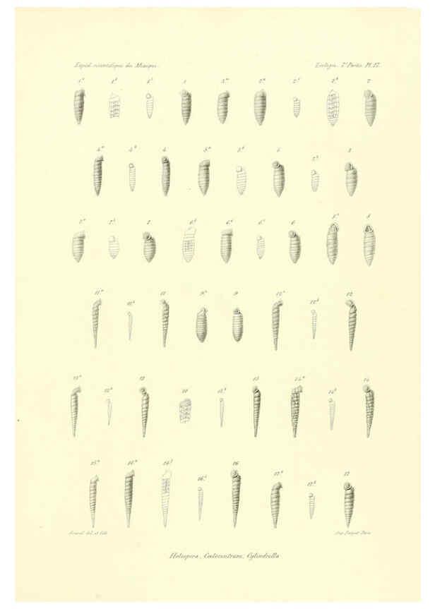 Reproducción/Reproduction 6033128896: Études sur les mollusques terrestres et fluviatales du Mexique et du Guatemala. t.1. Paris :Imprimerie impériale,1870-1902