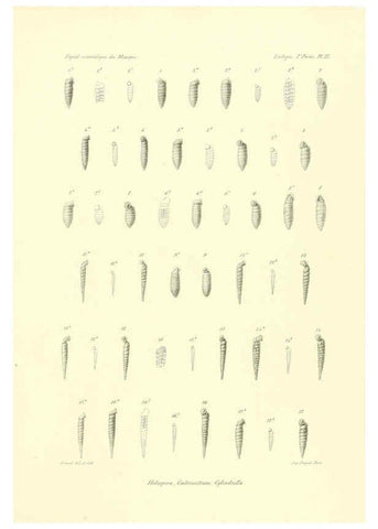 Reproducción/Reproduction 6033128896: Études sur les mollusques terrestres et fluviatales du Mexique et du Guatemala. t.1. Paris :Imprimerie impériale,1870-1902