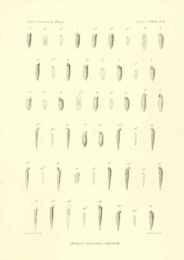 Reproducción/Reproduction 6033128896: Études sur les mollusques terrestres et fluviatales du Mexique et du Guatemala. t.1. Paris :Imprimerie impériale,1870-1902