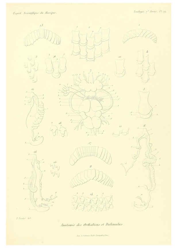 Reproducción/Reproduction 6033129284: Études sur les mollusques terrestres et fluviatales du Mexique et du Guatemala. t.1. Paris :Imprimerie impériale,1870-1902