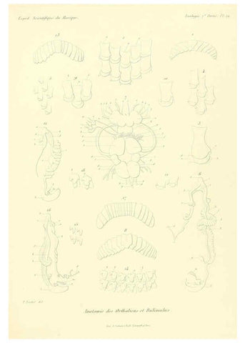 Reproducción/Reproduction 6033129284: Études sur les mollusques terrestres et fluviatales du Mexique et du Guatemala. t.1. Paris :Imprimerie impériale,1870-1902