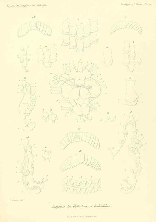 Reproducción/Reproduction 6033129284: Études sur les mollusques terrestres et fluviatales du Mexique et du Guatemala. t.1. Paris :Imprimerie impériale,1870-1902