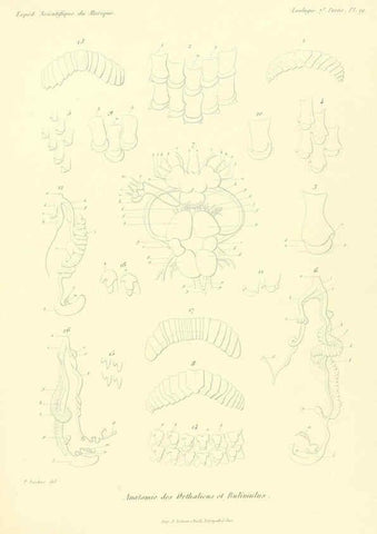 Reproducción/Reproduction 6033129284: Études sur les mollusques terrestres et fluviatales du Mexique et du Guatemala. t.1. Paris :Imprimerie impériale,1870-1902