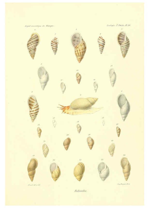 Reproducción/Reproduction 6032571509: Études sur les mollusques terrestres et fluviatales du Mexique et du Guatemala. t.1. Paris :Imprimerie impériale,1870-1902