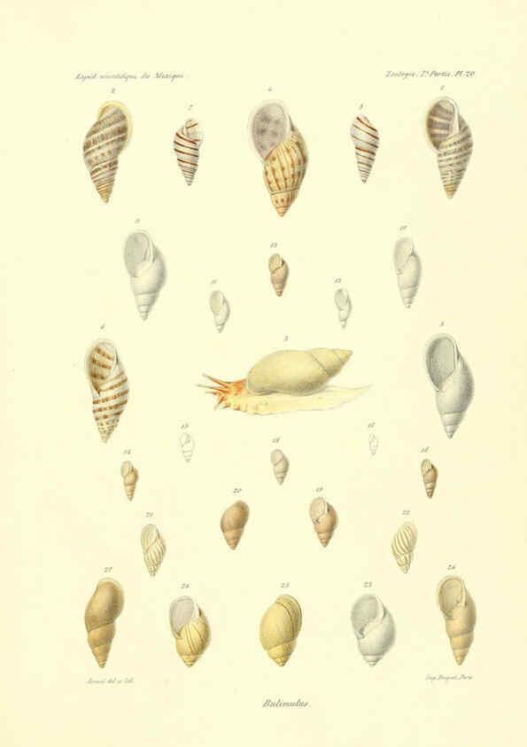Reproducción/Reproduction 6032571509: Études sur les mollusques terrestres et fluviatales du Mexique et du Guatemala. t.1. Paris :Imprimerie impériale,1870-1902