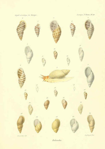 Reproducción/Reproduction 6032571509: Études sur les mollusques terrestres et fluviatales du Mexique et du Guatemala. t.1. Paris :Imprimerie impériale,1870-1902