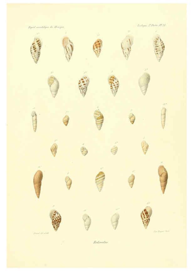 Reproducción/Reproduction 6033129696: Études sur les mollusques terrestres et fluviatales du Mexique et du Guatemala. t.1. Paris :Imprimerie impériale,1870-1902