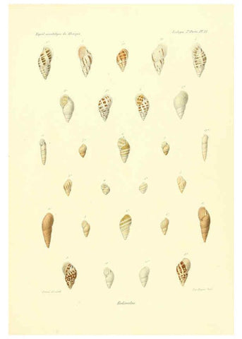 Reproducción/Reproduction 6033129696: Études sur les mollusques terrestres et fluviatales du Mexique et du Guatemala. t.1. Paris :Imprimerie impériale,1870-1902