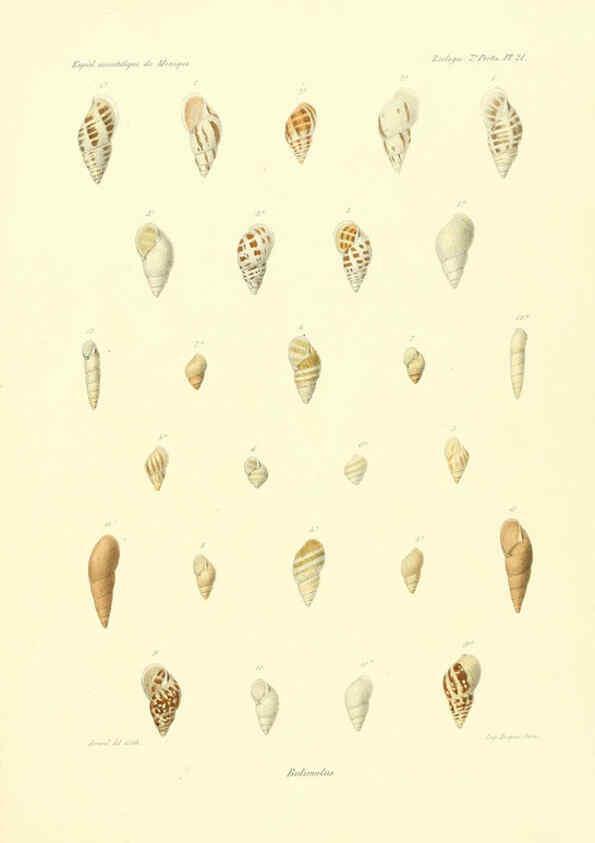 Reproducción/Reproduction 6033129696: Études sur les mollusques terrestres et fluviatales du Mexique et du Guatemala. t.1. Paris :Imprimerie impériale,1870-1902