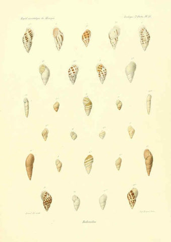 Reproducción/Reproduction 6033129696: Études sur les mollusques terrestres et fluviatales du Mexique et du Guatemala. t.1. Paris :Imprimerie impériale,1870-1902