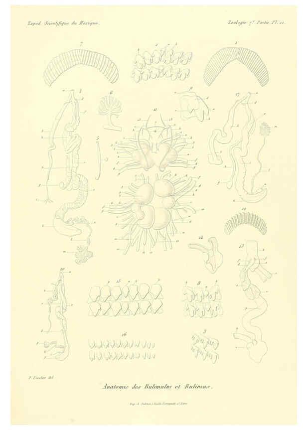 Reproducción/Reproduction 6033130216: Études sur les mollusques terrestres et fluviatales du Mexique et du Guatemala. t.1. Paris :Imprimerie impériale,1870-1902