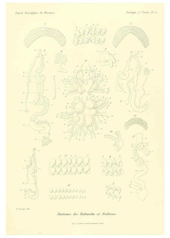 Reproducción/Reproduction 6033130216: Études sur les mollusques terrestres et fluviatales du Mexique et du Guatemala. t.1. Paris :Imprimerie impériale,1870-1902