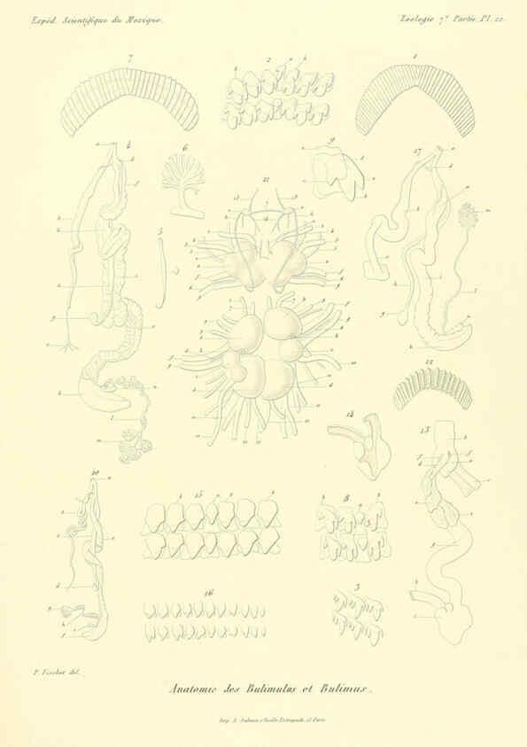 Reproducción/Reproduction 6033130216: Études sur les mollusques terrestres et fluviatales du Mexique et du Guatemala. t.1. Paris :Imprimerie impériale,1870-1902