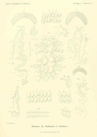 Reproducción/Reproduction 6033130216: Études sur les mollusques terrestres et fluviatales du Mexique et du Guatemala. t.1. Paris :Imprimerie impériale,1870-1902