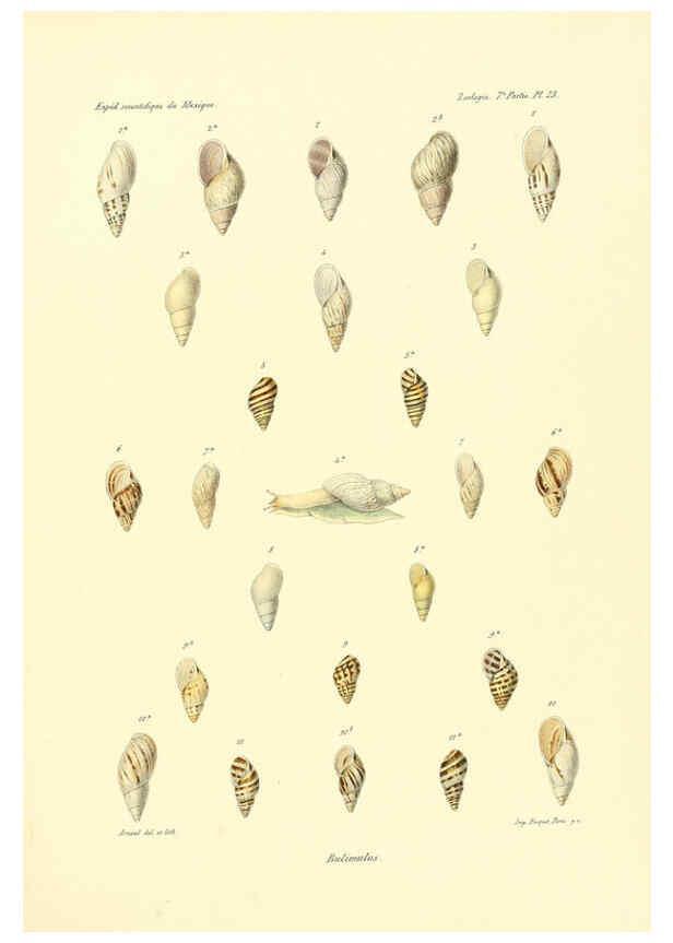 Reproducción/Reproduction 6032572421: Études sur les mollusques terrestres et fluviatales du Mexique et du Guatemala. t.1. Paris :Imprimerie impériale,1870-1902