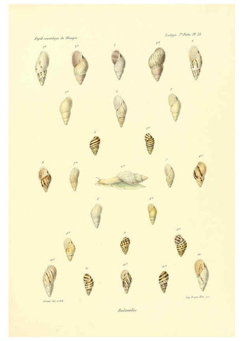 Reproducción/Reproduction 6032572421: Études sur les mollusques terrestres et fluviatales du Mexique et du Guatemala. t.1. Paris :Imprimerie impériale,1870-1902
