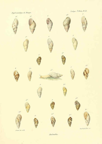 Reproducción/Reproduction 6032572421: Études sur les mollusques terrestres et fluviatales du Mexique et du Guatemala. t.1. Paris :Imprimerie impériale,1870-1902