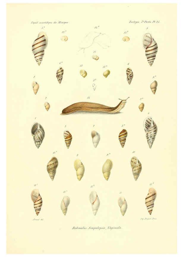 Reproducción/Reproduction 6032572733: Études sur les mollusques terrestres et fluviatales du Mexique et du Guatemala. t.1. Paris :Imprimerie impériale,1870-1902