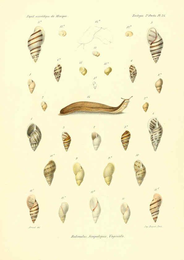 Reproducción/Reproduction 6032572733: Études sur les mollusques terrestres et fluviatales du Mexique et du Guatemala. t.1. Paris :Imprimerie impériale,1870-1902