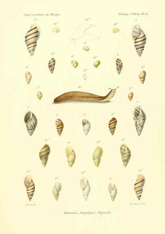 Reproducción/Reproduction 6032572733: Études sur les mollusques terrestres et fluviatales du Mexique et du Guatemala. t.1. Paris :Imprimerie impériale,1870-1902