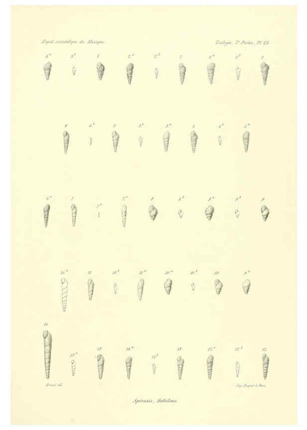 Reproducción/Reproduction 6033130934: Études sur les mollusques terrestres et fluviatales du Mexique et du Guatemala. t.1. Paris :Imprimerie impériale,1870-1902