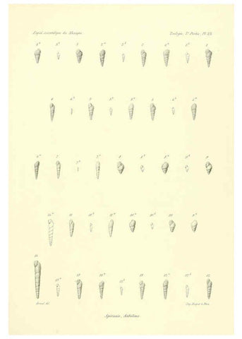 Reproducción/Reproduction 6033130934: Études sur les mollusques terrestres et fluviatales du Mexique et du Guatemala. t.1. Paris :Imprimerie impériale,1870-1902