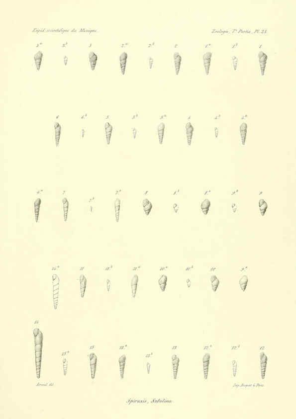 Reproducción/Reproduction 6033130934: Études sur les mollusques terrestres et fluviatales du Mexique et du Guatemala. t.1. Paris :Imprimerie impériale,1870-1902