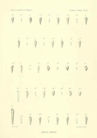 Reproducción/Reproduction 6033130934: Études sur les mollusques terrestres et fluviatales du Mexique et du Guatemala. t.1. Paris :Imprimerie impériale,1870-1902