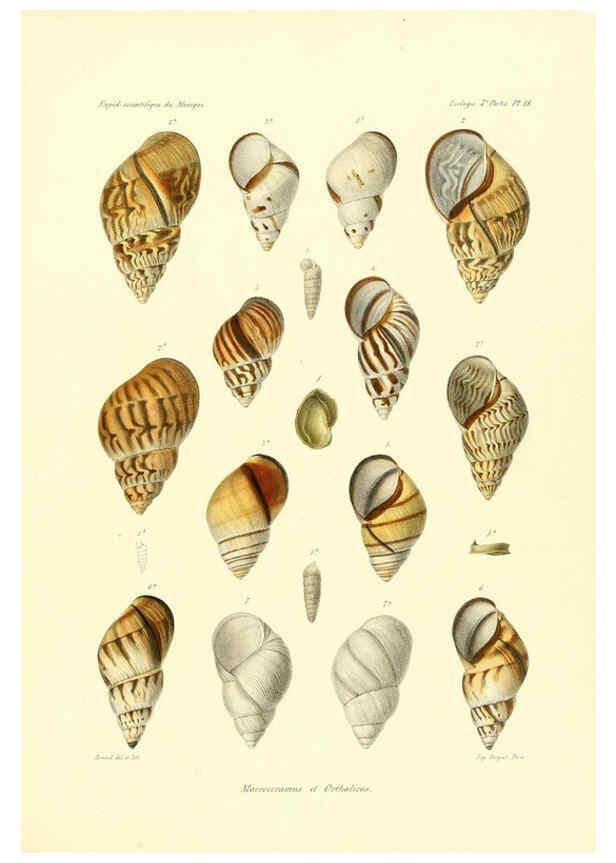 Reproducción/Reproduction 6032571153: Études sur les mollusques terrestres et fluviatales du Mexique et du Guatemala. t.1. Paris :Imprimerie impériale,1870-1902