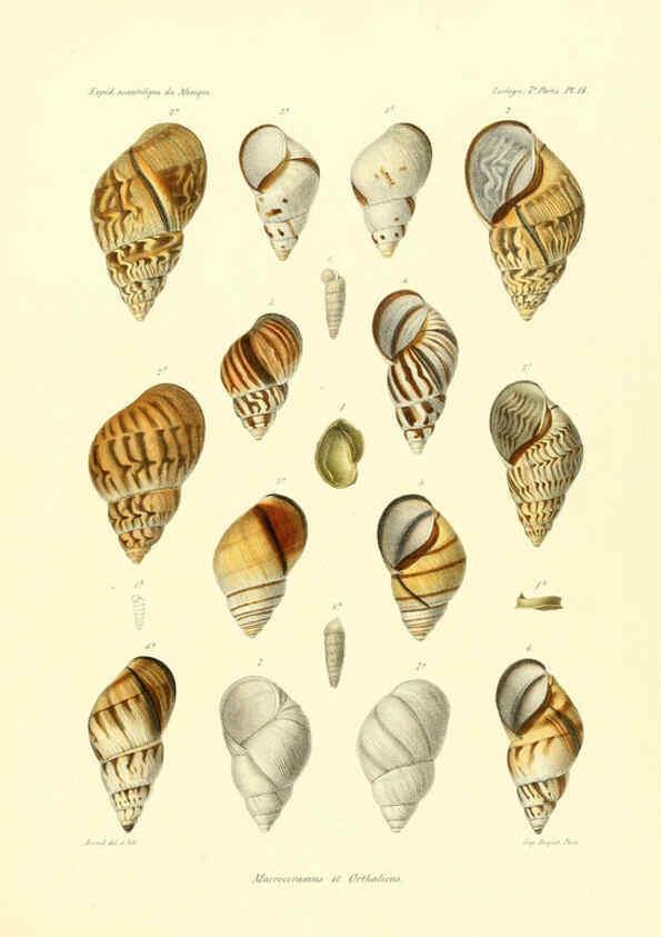 Reproducción/Reproduction 6032571153: Études sur les mollusques terrestres et fluviatales du Mexique et du Guatemala. t.1. Paris :Imprimerie impériale,1870-1902