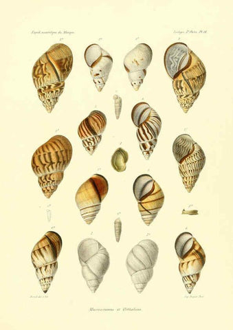 Reproducción/Reproduction 6032571153: Études sur les mollusques terrestres et fluviatales du Mexique et du Guatemala. t.1. Paris :Imprimerie impériale,1870-1902