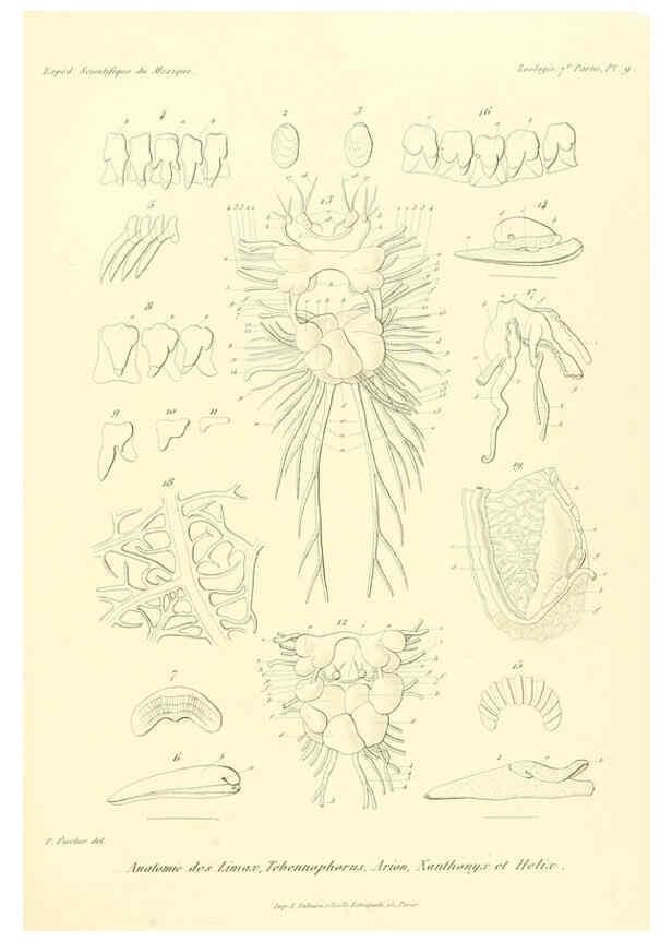 Reproducción/Reproduction 6033126416: Études sur les mollusques terrestres et fluviatales du Mexique et du Guatemala. t.1. Paris :Imprimerie impériale,1870-1902