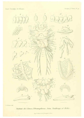Reproducción/Reproduction 6033126416: Études sur les mollusques terrestres et fluviatales du Mexique et du Guatemala. t.1. Paris :Imprimerie impériale,1870-1902