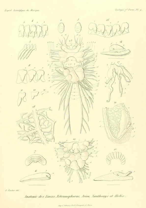 Reproducción/Reproduction 6033126416: Études sur les mollusques terrestres et fluviatales du Mexique et du Guatemala. t.1. Paris :Imprimerie impériale,1870-1902