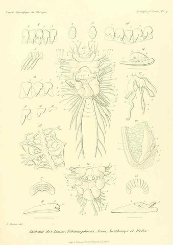 Reproducción/Reproduction 6033126416: Études sur les mollusques terrestres et fluviatales du Mexique et du Guatemala. t.1. Paris :Imprimerie impériale,1870-1902