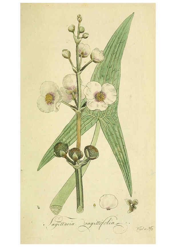 Reproducción/Reproduction 6032621745: Flora Europaea inchoata. fasc.1-7. Norimbergae :Ex Officina Raspeana,1797-1811