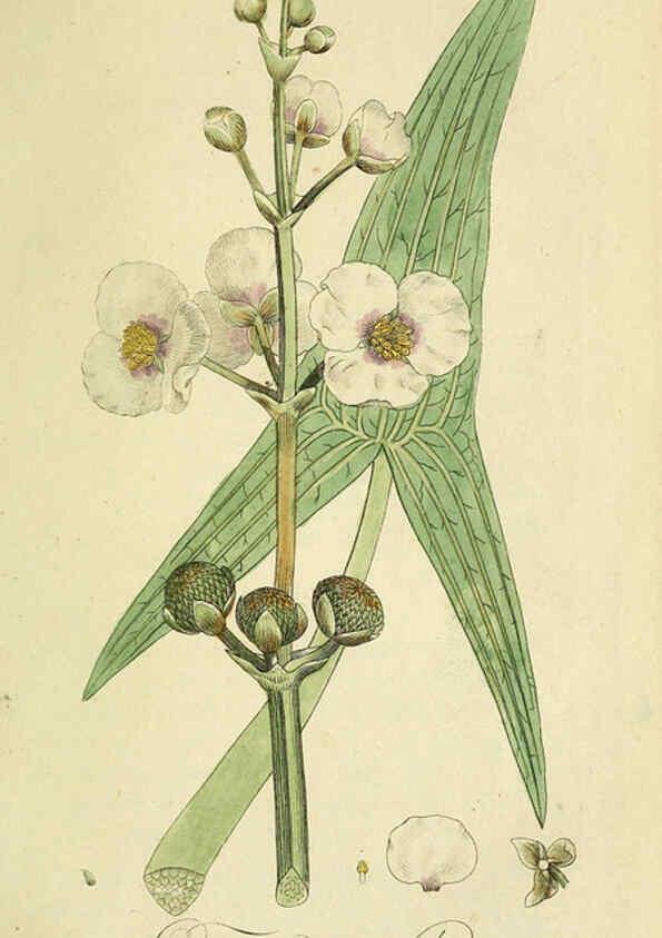 Reproducción/Reproduction 6032621745: Flora Europaea inchoata. fasc.1-7. Norimbergae :Ex Officina Raspeana,1797-1811