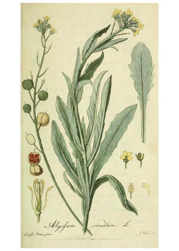 Reproducción/Reproduction 6032622369: Flora Europaea inchoata. fasc.1-7. Norimbergae :Ex Officina Raspeana,1797-1811
