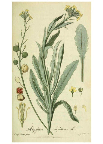 Reproducción/Reproduction 6032622369: Flora Europaea inchoata. fasc.1-7. Norimbergae :Ex Officina Raspeana,1797-1811