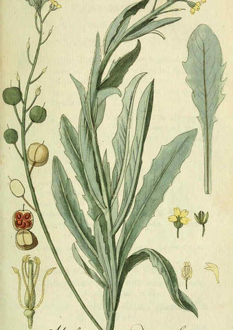 Reproducción/Reproduction 6032622369: Flora Europaea inchoata. fasc.1-7. Norimbergae :Ex Officina Raspeana,1797-1811